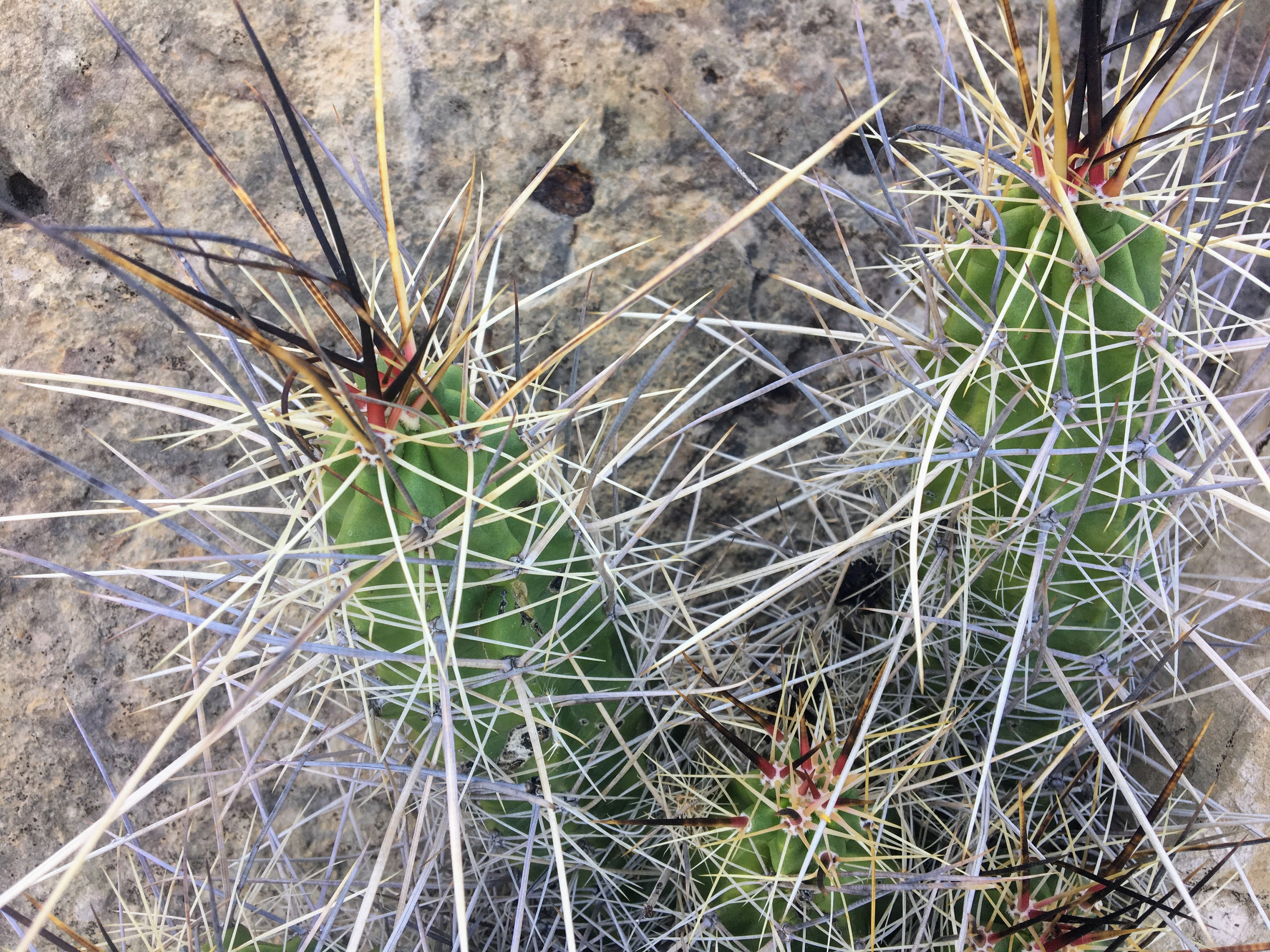 Cactii