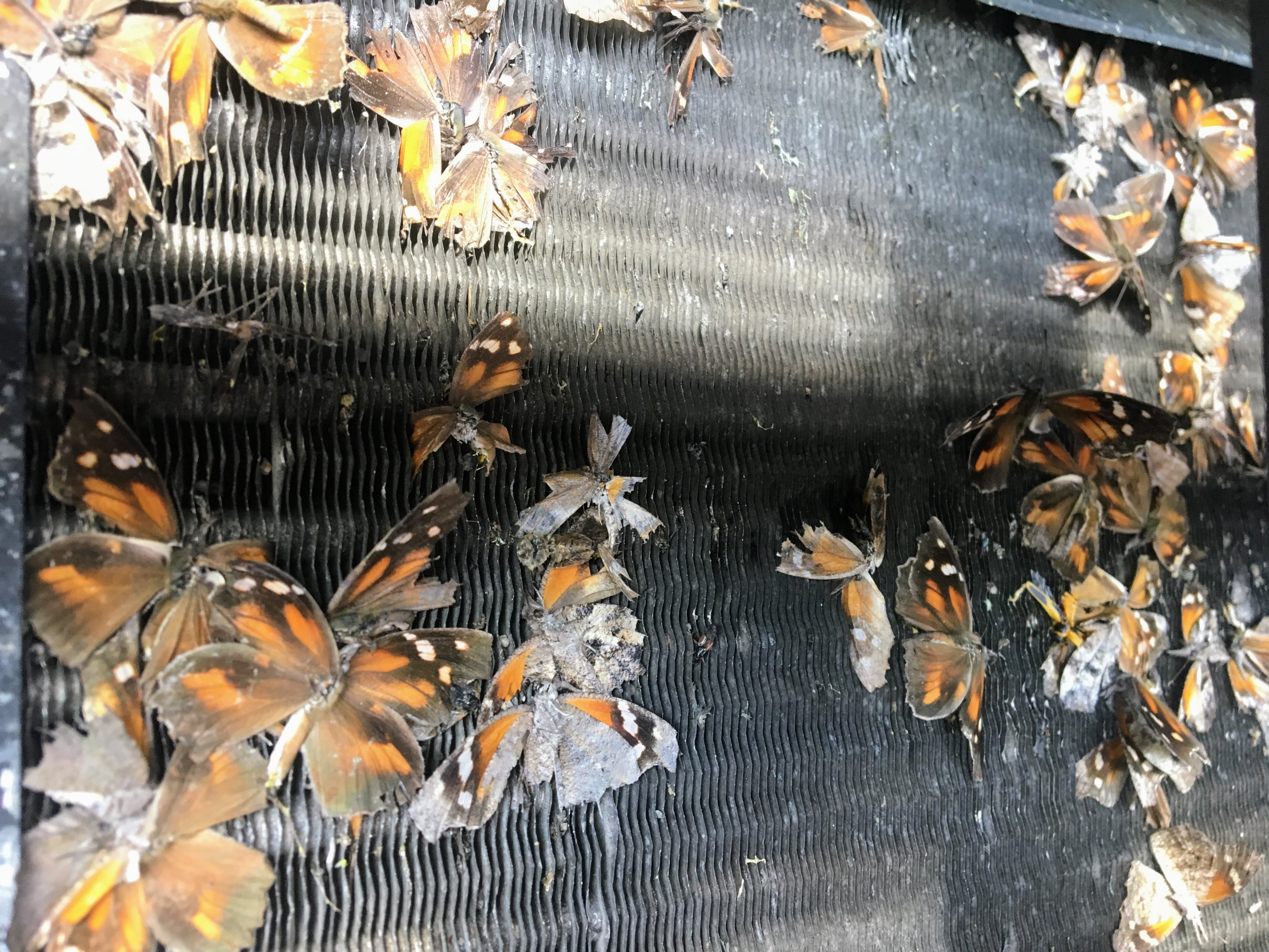 Monarch butterflies on truck radiator