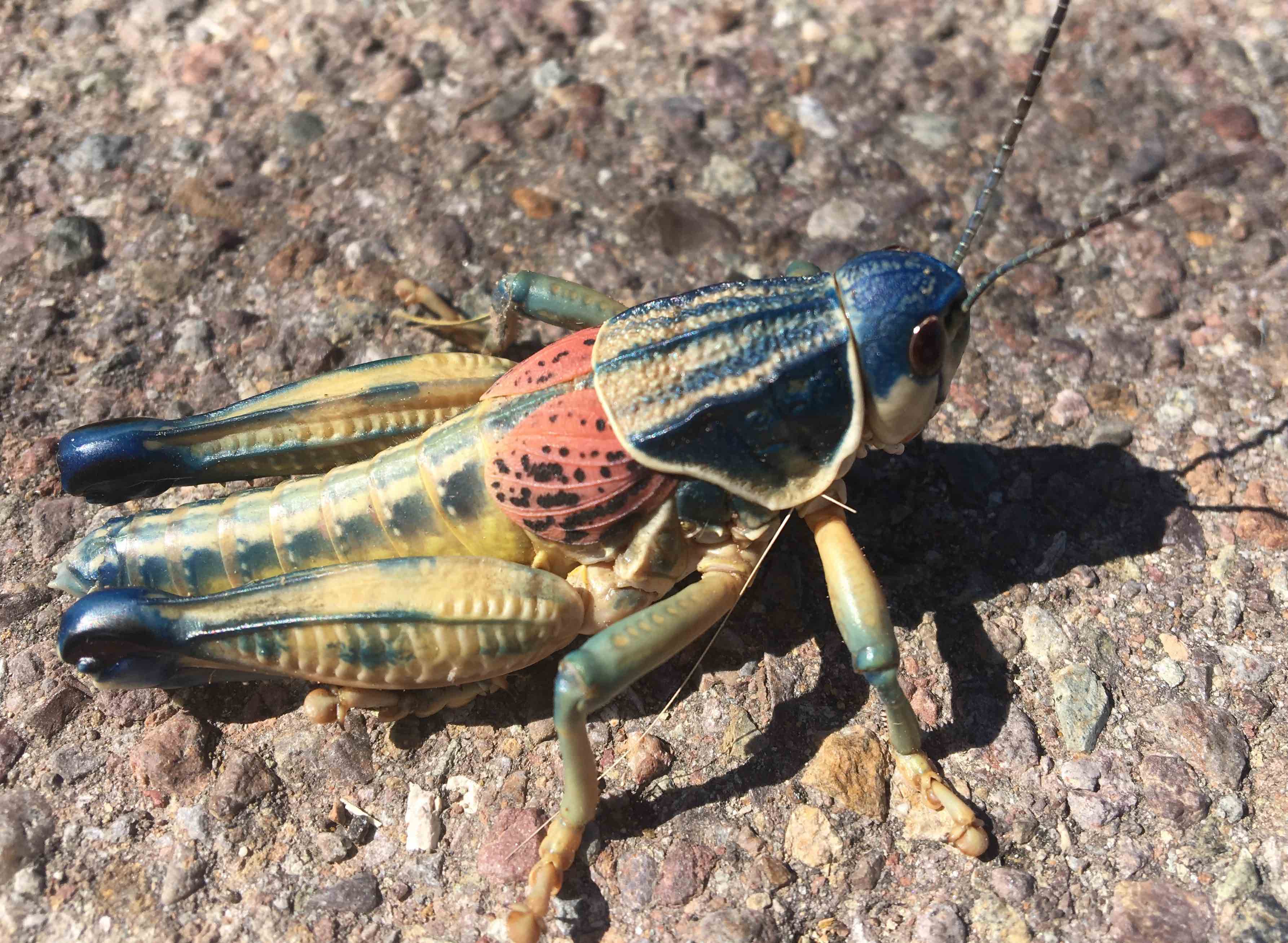 When in Rome, do as the Texans