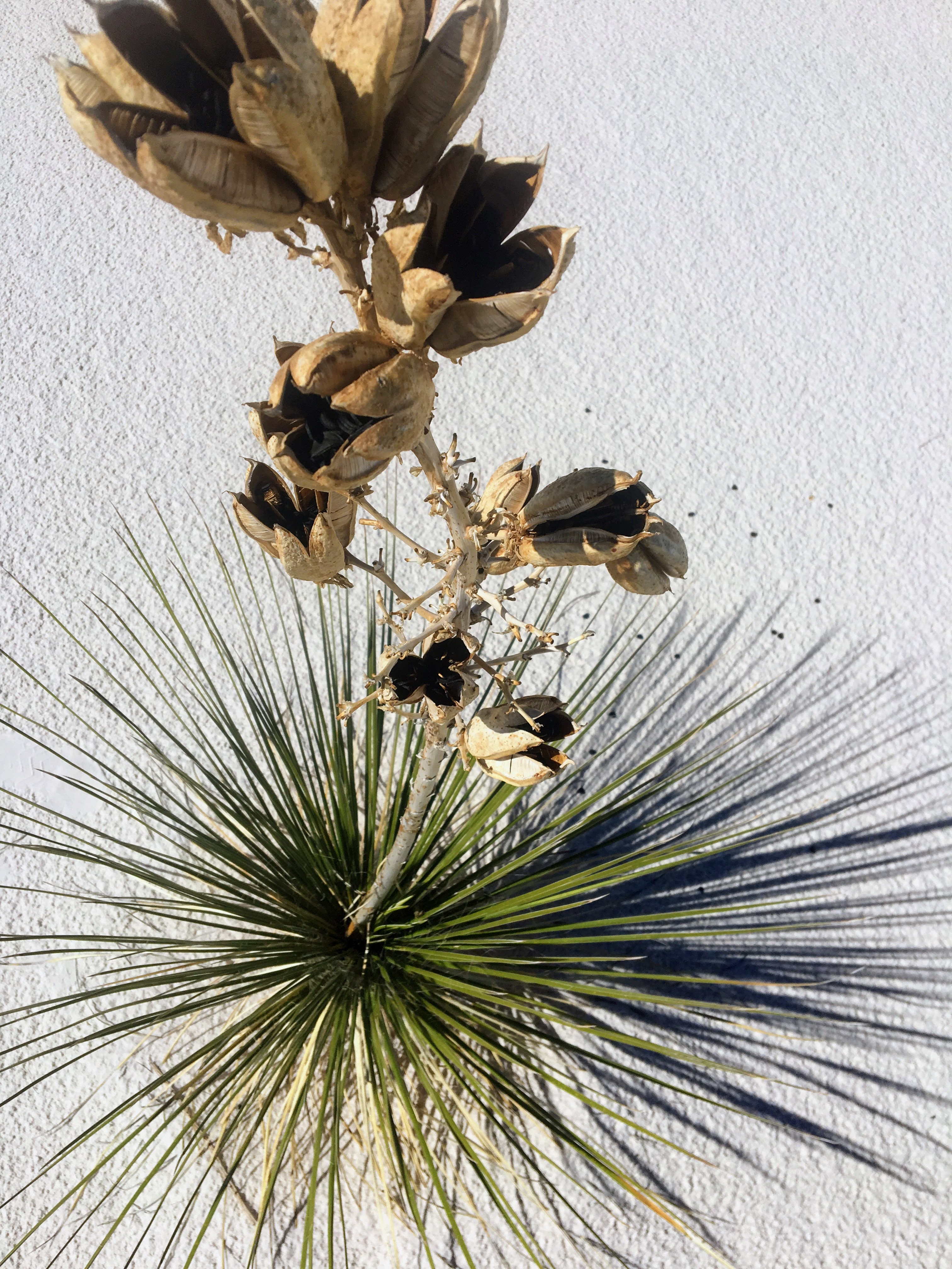 Yucca in white sands