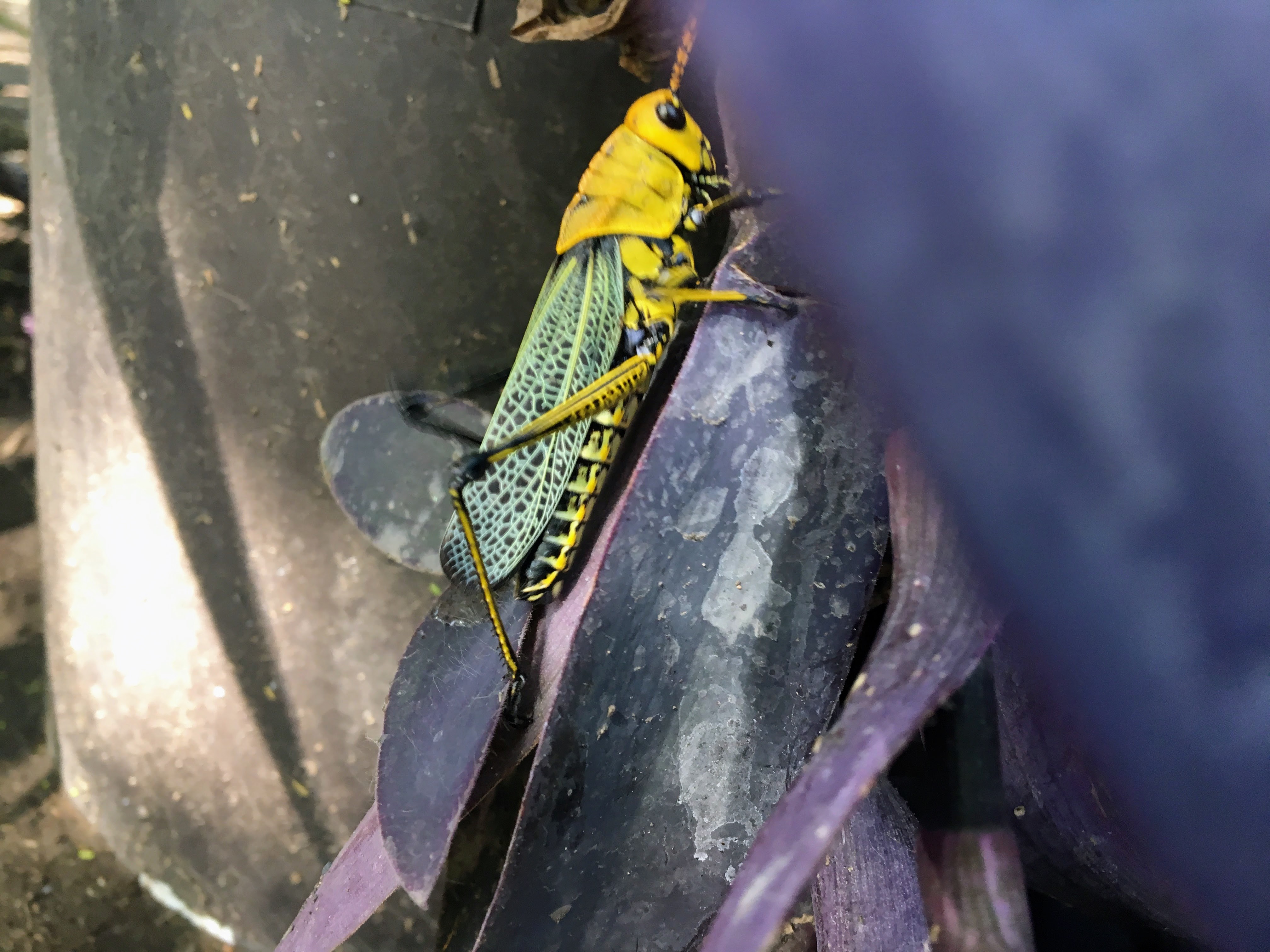 A cricket on the wall
