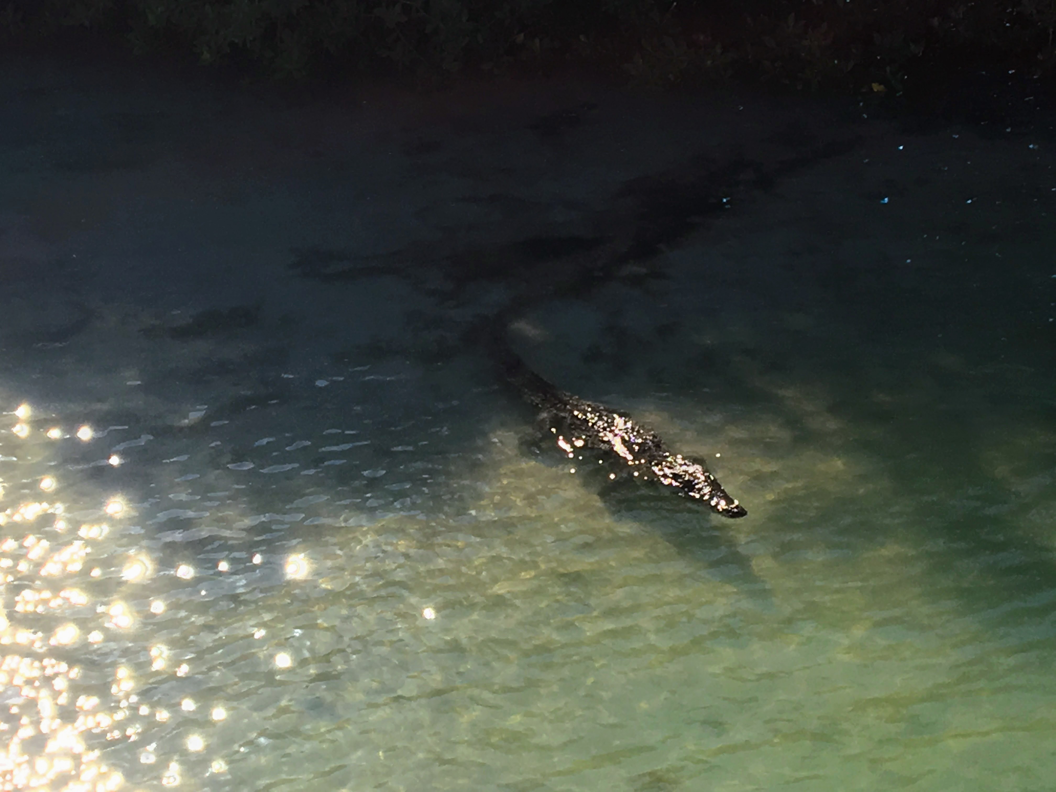 Alligator