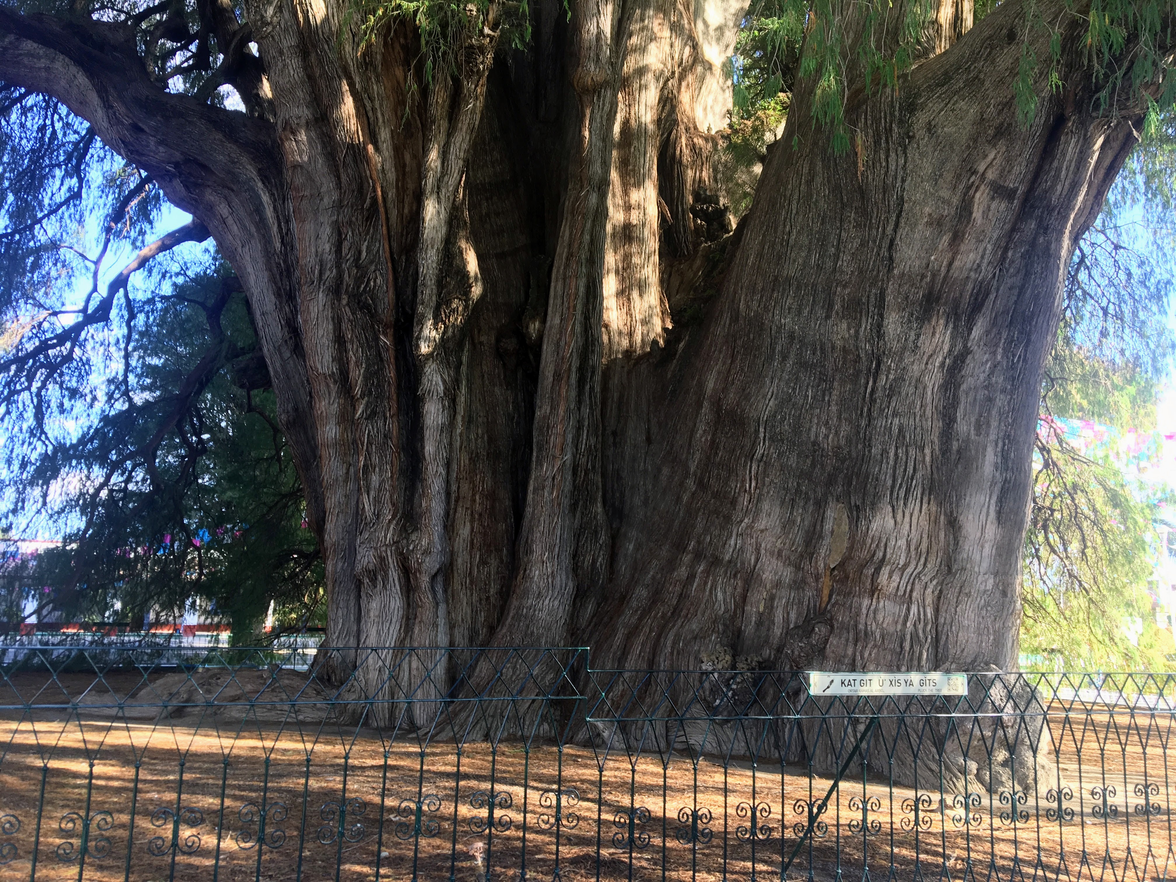 The Tree of Tule